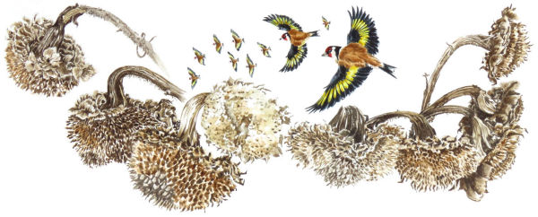 Goldfinch and Sunflowers